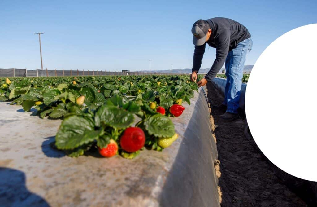 Latino farmer picks strawberries from bushes on dirt mounds covered with black plastic to trap moisture around the plant's base. This technique was implemented by the California Strawberry Commission to make their crop more drought resistant.