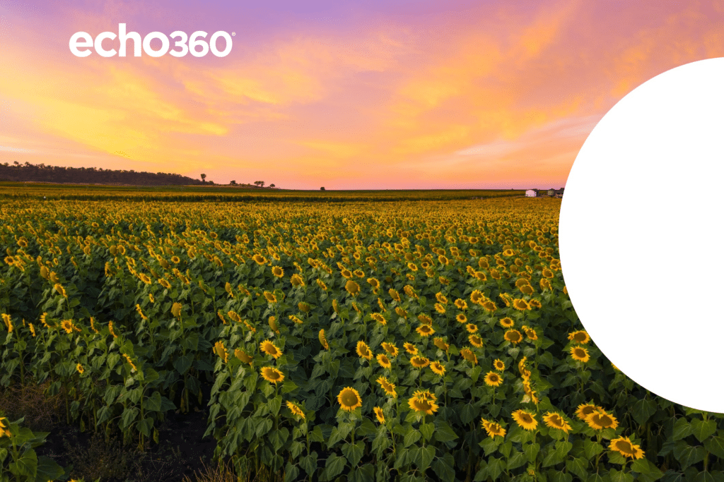 A field of sunflowers near Toowoomba in Queensland, Australia at sunrise.