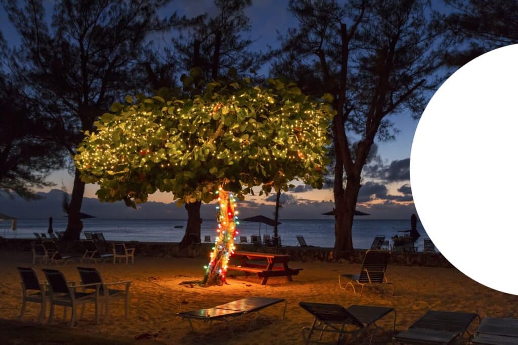 A tree with Christmas Lights at dusk on Seven Seas Beach in Grand Cayman