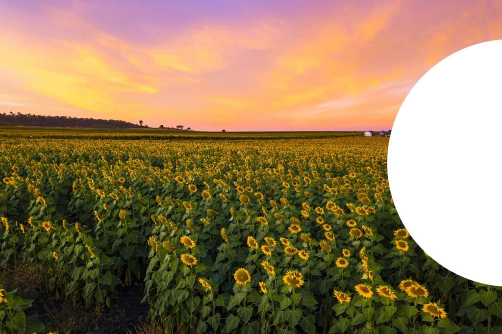 A field of sunflowers near Toowoomba in Queensland, Australia at sunrise