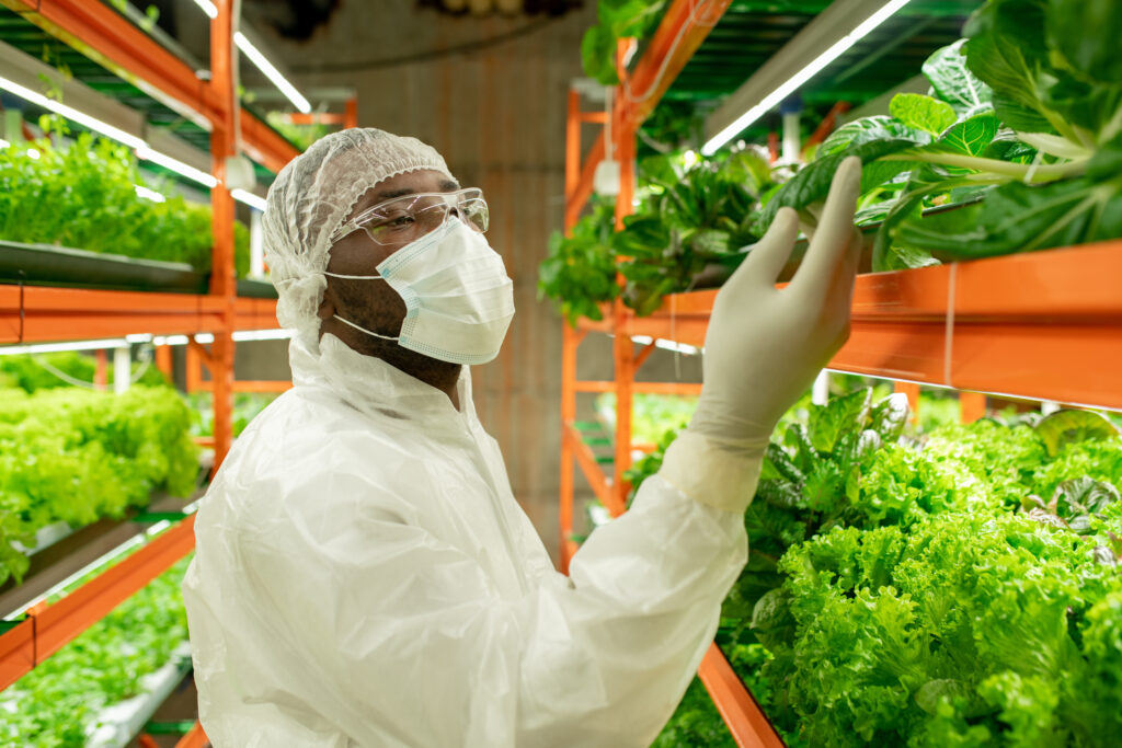 Young African male agroengineer in workwear looking at green spinach seedlings